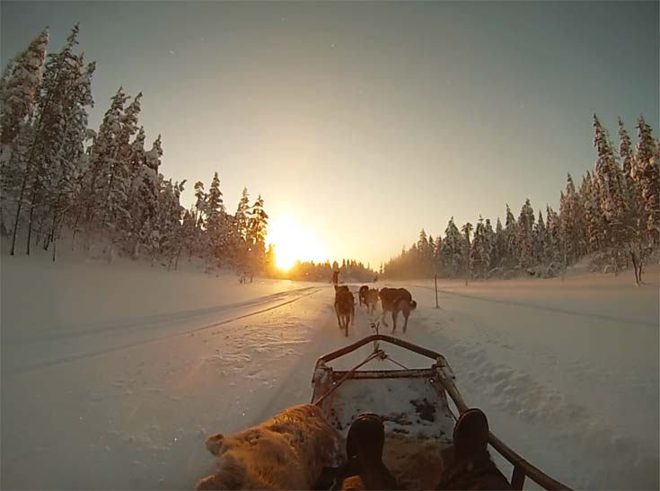 Hundespann på vidda i vintersol